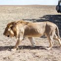 TZA SHI SerengetiNP 2016DEC24 NamiriPlains 009 : 2016, 2016 - African Adventures, Africa, Date, December, Eastern, Month, Namiri Plains, Places, Serengeti National Park, Shinyanga, Tanzania, Trips, Year