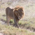 TZA SHI SerengetiNP 2016DEC24 NamiriPlains 012 : 2016, 2016 - African Adventures, Africa, Date, December, Eastern, Month, Namiri Plains, Places, Serengeti National Park, Shinyanga, Tanzania, Trips, Year