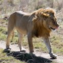 TZA SHI SerengetiNP 2016DEC24 NamiriPlains 015 : 2016, 2016 - African Adventures, Africa, Date, December, Eastern, Month, Namiri Plains, Places, Serengeti National Park, Shinyanga, Tanzania, Trips, Year