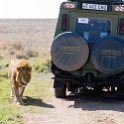 TZA SHI SerengetiNP 2016DEC24 NamiriPlains 018 : 2016, 2016 - African Adventures, Africa, Date, December, Eastern, Month, Namiri Plains, Places, Serengeti National Park, Shinyanga, Tanzania, Trips, Year