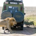 TZA SHI SerengetiNP 2016DEC24 NamiriPlains 019 : 2016, 2016 - African Adventures, Africa, Date, December, Eastern, Month, Namiri Plains, Places, Serengeti National Park, Shinyanga, Tanzania, Trips, Year