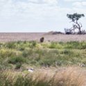 TZA SHI SerengetiNP 2016DEC24 NamiriPlains 020 : 2016, 2016 - African Adventures, Africa, Date, December, Eastern, Month, Namiri Plains, Places, Serengeti National Park, Shinyanga, Tanzania, Trips, Year