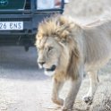TZA SHI SerengetiNP 2016DEC24 NamiriPlains 024 : 2016, 2016 - African Adventures, Africa, Date, December, Eastern, Month, Namiri Plains, Places, Serengeti National Park, Shinyanga, Tanzania, Trips, Year