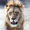 TZA SHI SerengetiNP 2016DEC24 NamiriPlains 025 : 2016, 2016 - African Adventures, Africa, Date, December, Eastern, Month, Namiri Plains, Places, Serengeti National Park, Shinyanga, Tanzania, Trips, Year