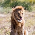 TZA SHI SerengetiNP 2016DEC24 NamiriPlains 028 : 2016, 2016 - African Adventures, Africa, Date, December, Eastern, Month, Namiri Plains, Places, Serengeti National Park, Shinyanga, Tanzania, Trips, Year