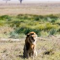 TZA SHI SerengetiNP 2016DEC24 NamiriPlains 029 : 2016, 2016 - African Adventures, Africa, Date, December, Eastern, Month, Namiri Plains, Places, Serengeti National Park, Shinyanga, Tanzania, Trips, Year