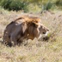 TZA SHI SerengetiNP 2016DEC24 NamiriPlains 030 : 2016, 2016 - African Adventures, Africa, Date, December, Eastern, Month, Namiri Plains, Places, Serengeti National Park, Shinyanga, Tanzania, Trips, Year