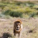 TZA SHI SerengetiNP 2016DEC24 NamiriPlains 031 : 2016, 2016 - African Adventures, Africa, Date, December, Eastern, Month, Namiri Plains, Places, Serengeti National Park, Shinyanga, Tanzania, Trips, Year