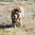 TZA SHI SerengetiNP 2016DEC24 NamiriPlains 032 : 2016, 2016 - African Adventures, Africa, Date, December, Eastern, Month, Namiri Plains, Places, Serengeti National Park, Shinyanga, Tanzania, Trips, Year
