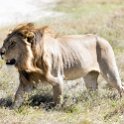 TZA SHI SerengetiNP 2016DEC24 NamiriPlains 034 : 2016, 2016 - African Adventures, Africa, Date, December, Eastern, Month, Namiri Plains, Places, Serengeti National Park, Shinyanga, Tanzania, Trips, Year