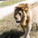 TZA SHI SerengetiNP 2016DEC24 NamiriPlains 035 : 2016, 2016 - African Adventures, Africa, Date, December, Eastern, Month, Namiri Plains, Places, Serengeti National Park, Shinyanga, Tanzania, Trips, Year