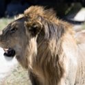 TZA SHI SerengetiNP 2016DEC24 NamiriPlains 037 : 2016, 2016 - African Adventures, Africa, Date, December, Eastern, Month, Namiri Plains, Places, Serengeti National Park, Shinyanga, Tanzania, Trips, Year