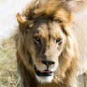 TZA SHI SerengetiNP 2016DEC24 NamiriPlains 038 : 2016, 2016 - African Adventures, Africa, Date, December, Eastern, Month, Namiri Plains, Places, Serengeti National Park, Shinyanga, Tanzania, Trips, Year