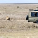 TZA SHI SerengetiNP 2016DEC24 NamiriPlains 040 : 2016, 2016 - African Adventures, Africa, Date, December, Eastern, Month, Namiri Plains, Places, Serengeti National Park, Shinyanga, Tanzania, Trips, Year