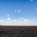 TZA SHI SerengetiNP 2016DEC24 NamiriPlains 041 : 2016, 2016 - African Adventures, Africa, Date, December, Eastern, Month, Namiri Plains, Places, Serengeti National Park, Shinyanga, Tanzania, Trips, Year