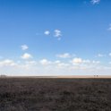 TZA_SHI_SerengetiNP_2016DEC24_NamiriPlains_041.jpg