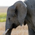 TZA SHI SerengetiNP 2016DEC24 NamiriPlains 051 : 2016, 2016 - African Adventures, Africa, Date, December, Eastern, Month, Namiri Plains, Places, Serengeti National Park, Shinyanga, Tanzania, Trips, Year