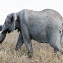 TZA SHI SerengetiNP 2016DEC24 NamiriPlains 053 : 2016, 2016 - African Adventures, Africa, Date, December, Eastern, Month, Namiri Plains, Places, Serengeti National Park, Shinyanga, Tanzania, Trips, Year