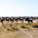 TZA SHI SerengetiNP 2016DEC25 MbalagetiRiver 003 : 2016, 2016 - African Adventures, Africa, Date, December, Eastern, Mbalageti River, Month, Places, Serengeti National Park, Shinyanga, Tanzania, Trips, Year