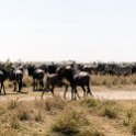 TZA SHI SerengetiNP 2016DEC25 MbalagetiRiver 005 : 2016, 2016 - African Adventures, Africa, Date, December, Eastern, Mbalageti River, Month, Places, Serengeti National Park, Shinyanga, Tanzania, Trips, Year