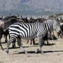 TZA SHI SerengetiNP 2016DEC25 MbalagetiRiver 006 : 2016, 2016 - African Adventures, Africa, Date, December, Eastern, Mbalageti River, Month, Places, Serengeti National Park, Shinyanga, Tanzania, Trips, Year