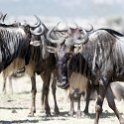 TZA SHI SerengetiNP 2016DEC25 MbalagetiRiver 007 : 2016, 2016 - African Adventures, Africa, Date, December, Eastern, Mbalageti River, Month, Places, Serengeti National Park, Shinyanga, Tanzania, Trips, Year