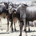 TZA SHI SerengetiNP 2016DEC25 MbalagetiRiver 008 : 2016, 2016 - African Adventures, Africa, Date, December, Eastern, Mbalageti River, Month, Places, Serengeti National Park, Shinyanga, Tanzania, Trips, Year