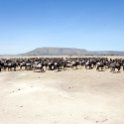TZA SHI SerengetiNP 2016DEC25 MbalagetiRiver 009 : 2016, 2016 - African Adventures, Africa, Date, December, Eastern, Mbalageti River, Month, Places, Serengeti National Park, Shinyanga, Tanzania, Trips, Year