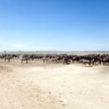 TZA SHI SerengetiNP 2016DEC25 MbalagetiRiver 010 : 2016, 2016 - African Adventures, Africa, Date, December, Eastern, Mbalageti River, Month, Places, Serengeti National Park, Shinyanga, Tanzania, Trips, Year