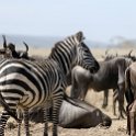 TZA SHI SerengetiNP 2016DEC25 MbalagetiRiver 013 : 2016, 2016 - African Adventures, Africa, Date, December, Eastern, Mbalageti River, Month, Places, Serengeti National Park, Shinyanga, Tanzania, Trips, Year