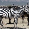TZA SHI SerengetiNP 2016DEC25 MbalagetiRiver 015 : 2016, 2016 - African Adventures, Africa, Date, December, Eastern, Mbalageti River, Month, Places, Serengeti National Park, Shinyanga, Tanzania, Trips, Year