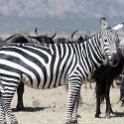 TZA SHI SerengetiNP 2016DEC25 MbalagetiRiver 016 : 2016, 2016 - African Adventures, Africa, Date, December, Eastern, Mbalageti River, Month, Places, Serengeti National Park, Shinyanga, Tanzania, Trips, Year