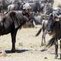 TZA SHI SerengetiNP 2016DEC25 MbalagetiRiver 018 : 2016, 2016 - African Adventures, Africa, Date, December, Eastern, Mbalageti River, Month, Places, Serengeti National Park, Shinyanga, Tanzania, Trips, Year