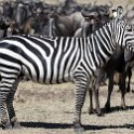 TZA SHI SerengetiNP 2016DEC25 MbalagetiRiver 019 : 2016, 2016 - African Adventures, Africa, Date, December, Eastern, Mbalageti River, Month, Places, Serengeti National Park, Shinyanga, Tanzania, Trips, Year