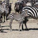 TZA SHI SerengetiNP 2016DEC25 MbalagetiRiver 020 : 2016, 2016 - African Adventures, Africa, Date, December, Eastern, Mbalageti River, Month, Places, Serengeti National Park, Shinyanga, Tanzania, Trips, Year