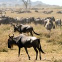 TZA SHI SerengetiNP 2016DEC25 MbalagetiRiver 021 : 2016, 2016 - African Adventures, Africa, Date, December, Eastern, Mbalageti River, Month, Places, Serengeti National Park, Shinyanga, Tanzania, Trips, Year