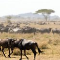 TZA SHI SerengetiNP 2016DEC25 MbalagetiRiver 023 : 2016, 2016 - African Adventures, Africa, Date, December, Eastern, Mbalageti River, Month, Places, Serengeti National Park, Shinyanga, Tanzania, Trips, Year