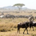 TZA SHI SerengetiNP 2016DEC25 MbalagetiRiver 024 : 2016, 2016 - African Adventures, Africa, Date, December, Eastern, Mbalageti River, Month, Places, Serengeti National Park, Shinyanga, Tanzania, Trips, Year
