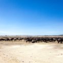 TZA SHI SerengetiNP 2016DEC25 MbalagetiRiver 034 : 2016, 2016 - African Adventures, Africa, Date, December, Eastern, Mbalageti River, Month, Places, Serengeti National Park, Shinyanga, Tanzania, Trips, Year