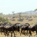 TZA SHI SerengetiNP 2016DEC25 MbalagetiRiver 036 : 2016, 2016 - African Adventures, Africa, Date, December, Eastern, Mbalageti River, Month, Places, Serengeti National Park, Shinyanga, Tanzania, Trips, Year