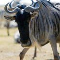 TZA SHI SerengetiNP 2016DEC25 MbalagetiRiver 037 : 2016, 2016 - African Adventures, Africa, Date, December, Eastern, Mbalageti River, Month, Places, Serengeti National Park, Shinyanga, Tanzania, Trips, Year