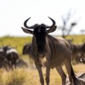 TZA SHI SerengetiNP 2016DEC25 MbalagetiRiver 038 : 2016, 2016 - African Adventures, Africa, Date, December, Eastern, Mbalageti River, Month, Places, Serengeti National Park, Shinyanga, Tanzania, Trips, Year