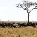 TZA SHI SerengetiNP 2016DEC25 MbalagetiRiver 039 : 2016, 2016 - African Adventures, Africa, Date, December, Eastern, Mbalageti River, Month, Places, Serengeti National Park, Shinyanga, Tanzania, Trips, Year