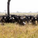 TZA SHI SerengetiNP 2016DEC25 MbalagetiRiver 040 : 2016, 2016 - African Adventures, Africa, Date, December, Eastern, Mbalageti River, Month, Places, Serengeti National Park, Shinyanga, Tanzania, Trips, Year