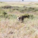 TZA SHI SerengetiNP 2016DEC25 LakeMagadi 001 : 2016, 2016 - African Adventures, Africa, Date, December, Eastern, Month, Northern Lake Magadi, Places, Serengeti National Park, Shinyanga, Tanzania, Trips, Year