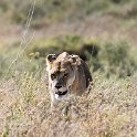 TZA_SHI_SerengetiNP_2016DEC25_LakeMagadi_002.jpg