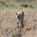 TZA SHI SerengetiNP 2016DEC25 LakeMagadi 004 : 2016, 2016 - African Adventures, Africa, Date, December, Eastern, Month, Northern Lake Magadi, Places, Serengeti National Park, Shinyanga, Tanzania, Trips, Year