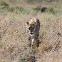 TZA_SHI_SerengetiNP_2016DEC25_LakeMagadi_004.jpg