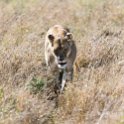 TZA SHI SerengetiNP 2016DEC25 LakeMagadi 005 : 2016, 2016 - African Adventures, Africa, Date, December, Eastern, Month, Northern Lake Magadi, Places, Serengeti National Park, Shinyanga, Tanzania, Trips, Year