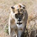 TZA SHI SerengetiNP 2016DEC25 LakeMagadi 006 : 2016, 2016 - African Adventures, Africa, Date, December, Eastern, Month, Northern Lake Magadi, Places, Serengeti National Park, Shinyanga, Tanzania, Trips, Year